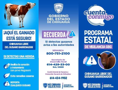 Piden a productores locales vigilar a ganado por Gusano Barrenador