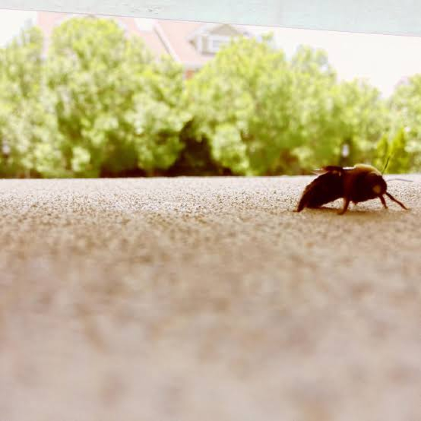 Alertan sobre aumento de plagas y bichos en la ciudad