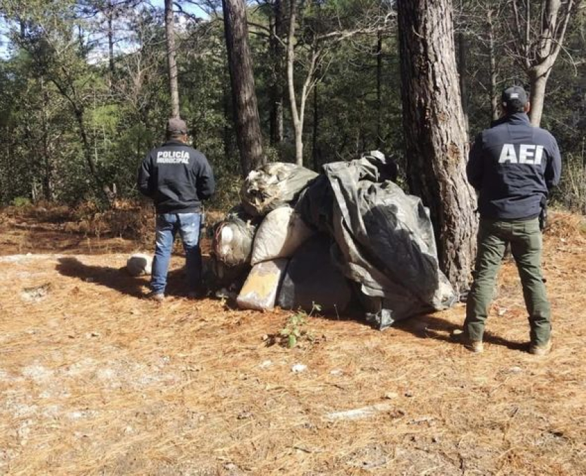 Aseguran  171 kilos de mariguana en Urique