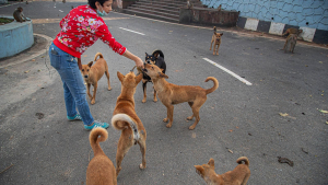 Propone Roberto Carre&oacute;n reformar C&oacute;digo Penal para proteger animales