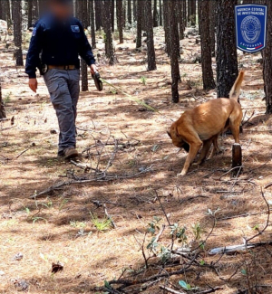 Se recuperaron m&aacute;s de 700 fragmentos &oacute;seos en Madera