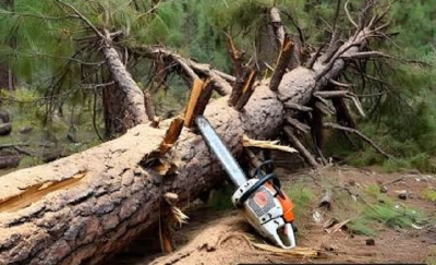 Muere trabajador al cortar pinos en Madera