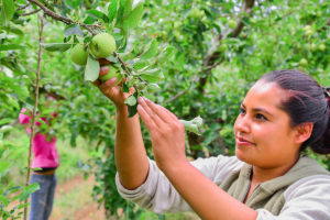 Cuauht&eacute;moc, l&iacute;der nacional en producci&oacute;n de manzana