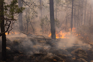 Incendios forestales no afectan viviendas en la sierra: PC