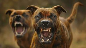 Perro callejero ataca a mujer, deja graves heridas