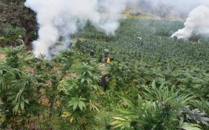 Destruyen plant&iacute;os de estupefacientes en  Namiquipa