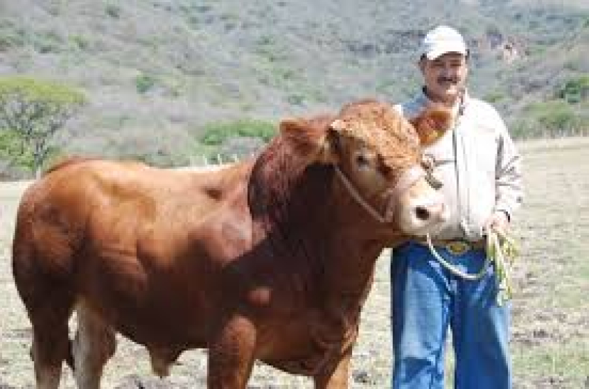 El ganado de Chihuahua es el más seguro: Julio Berdegué