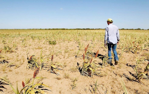 Emiten convocatoria para cr&eacute;ditos agropecuarios