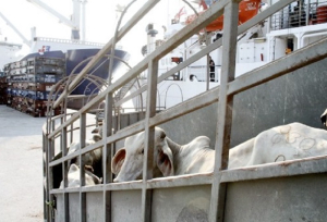 Ganaderos locales con la esperanza de exportar en dos meses