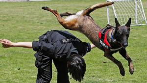 Demuestran profesionalismo perros polic&iacute;as en Cuauht&eacute;moc