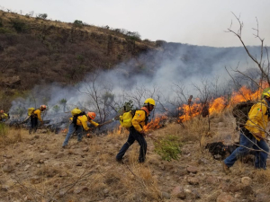 Conforman 150 brigadas para evitar incendios forestales