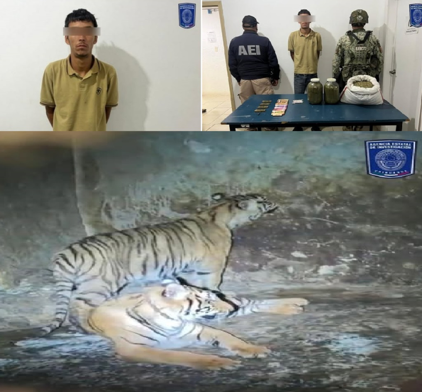 Aseguran animales exóticos a delincuentes en Nonoava