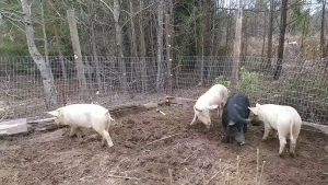 Perros callejeros matan a cerdos en la Reforma