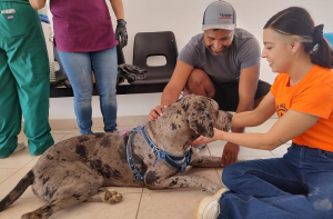 Se esterilizaron 263 mascotas en sexta campa&ntilde;a, en Cuauht&eacute;moc