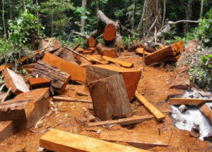 Detienen a dos talabosques en Guachochi