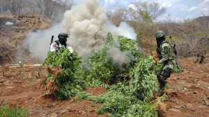 Destruyen m&aacute;s de una tonelada de marihuana cerca de Namiquipa