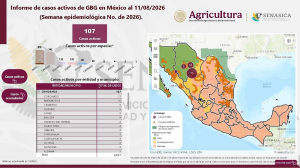 Aumenta vigilancia en vs del gusano barrenador, Cuauht&eacute;moc con uno