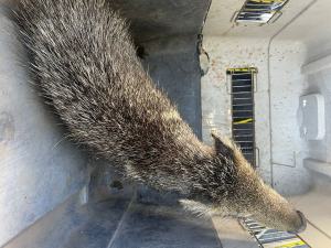 ALERTAN POR AVISTAMIENTOS DE FAUNA SILVESTRE EN MANCHA URBANA