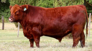 Entregaran toros en Cusihuiriachi en agosto para mejorar gen&eacute;tica