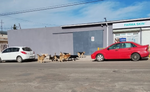 &iexcl;Ha caray! la pandilla de los perros bravos