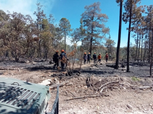 Siete incendios activos en el estado son tratados por 727 combatientes