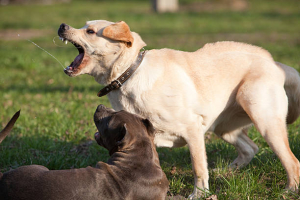 Perro ataca a ni&ntilde;o de 3 a&ntilde;os