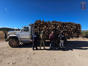 Detienen a talabosques y aseguran carga de madera