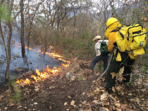 Combaten brigadistas nueve incendios en la sierra tarahumara