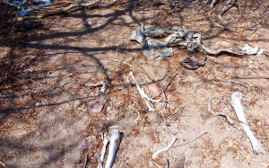 Encuentran mas restos oseos en Anahuac