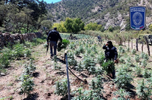 Destruye FGE Occidente plant&iacute;o de mariguana en Nonoava
