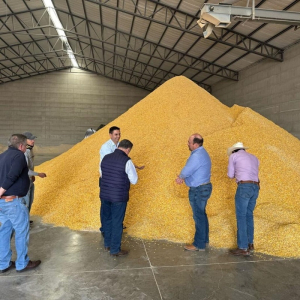 Donan 200 toneladas de ma&iacute;z molido a productores locales