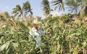 Invitan a productores agr&iacute;colas adquirir semillas para praderas