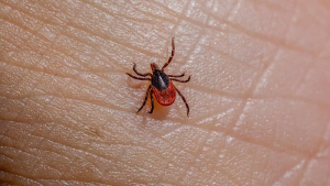 Ahora aparece la rickettsiosis en Chihuahua; suman 9 muertos
