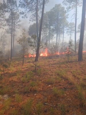 Piden a familias de Bocoyna evacuar ante propagaci&oacute;n de incendios