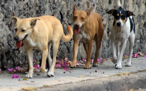 Abundan perros callejeros en Cuauht&eacute;moc