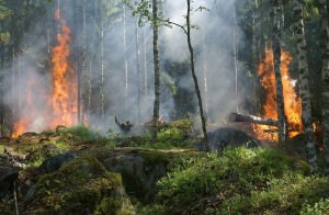 Alertan sobre incendios forestales en la sierra tarahumara