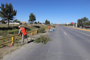 dan mantenimiento a camellones y vialidades, en Cuauht&eacute;moc